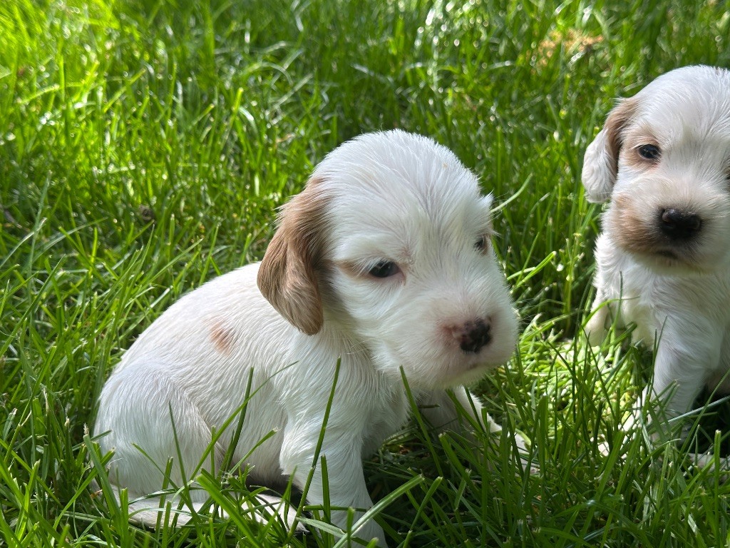 du moulin de madjurie - Chiots disponibles - Cocker Spaniel Anglais