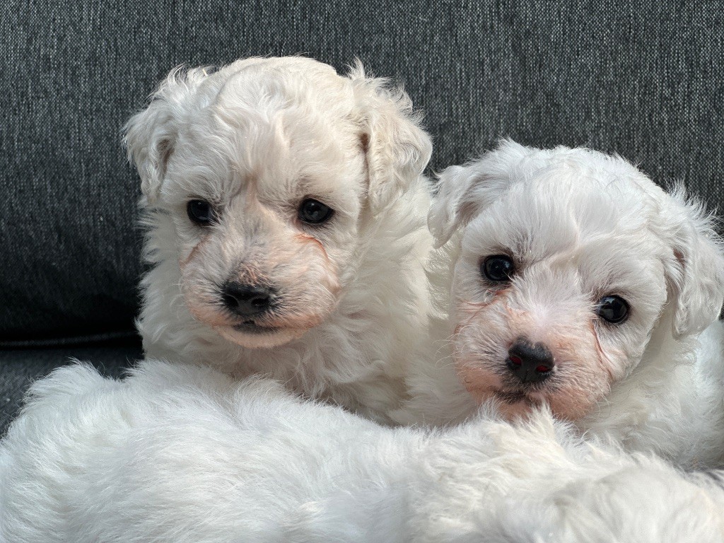 du moulin de madjurie - Chiots disponibles - Bichon Frise