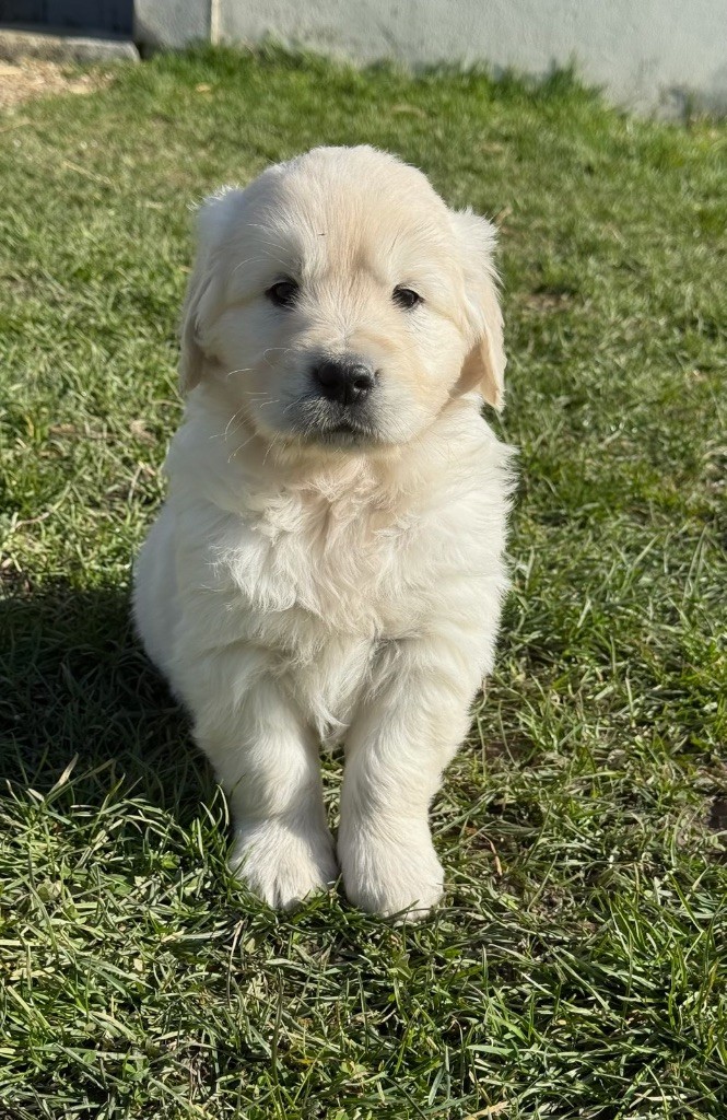 du moulin de madjurie - Chiots disponibles - Golden Retriever