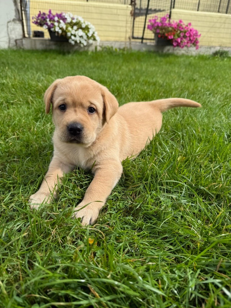 du moulin de madjurie - Chiots disponibles - Labrador Retriever