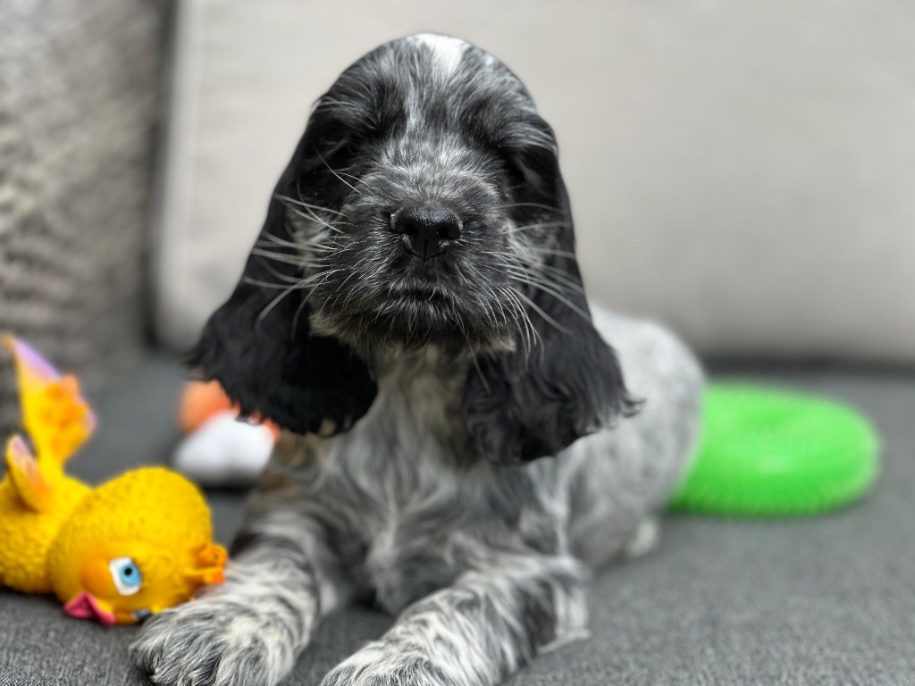 du moulin de madjurie - Chiots disponibles - Cocker Spaniel Anglais