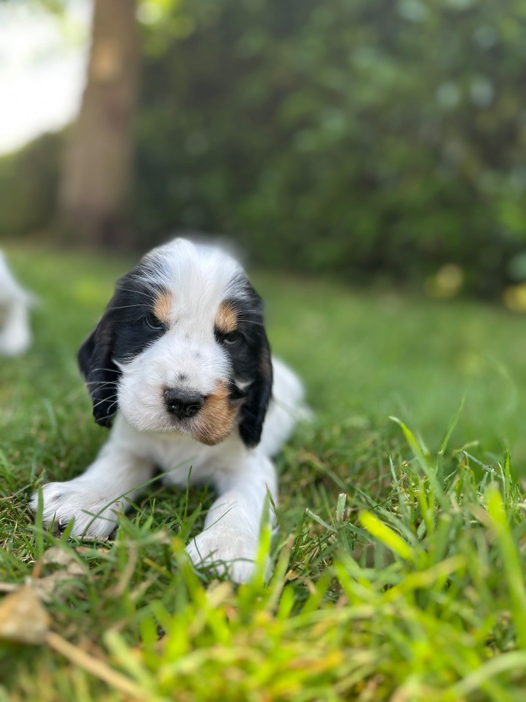 du moulin de madjurie - Chiots disponibles - Cocker Spaniel Anglais