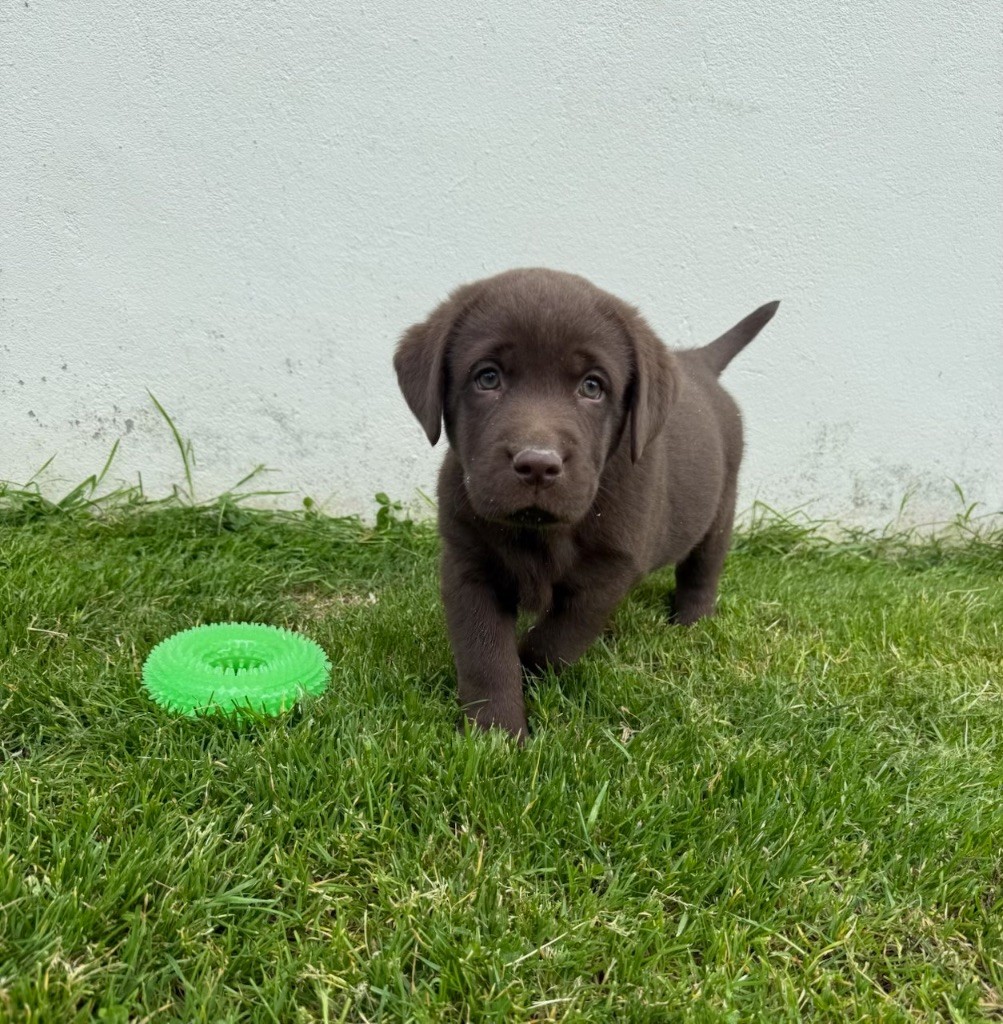 du moulin de madjurie - Chiots disponibles - Labrador Retriever