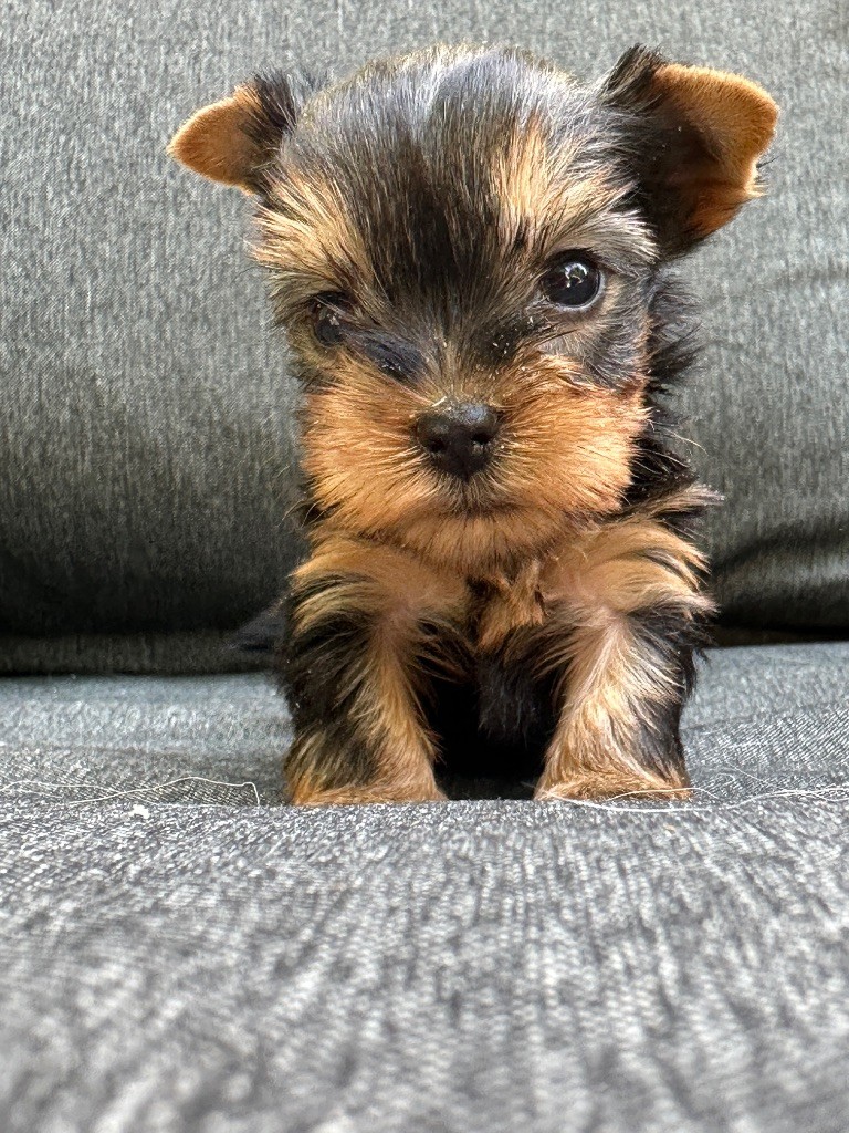 du moulin de madjurie - Chiots disponibles - Yorkshire Terrier