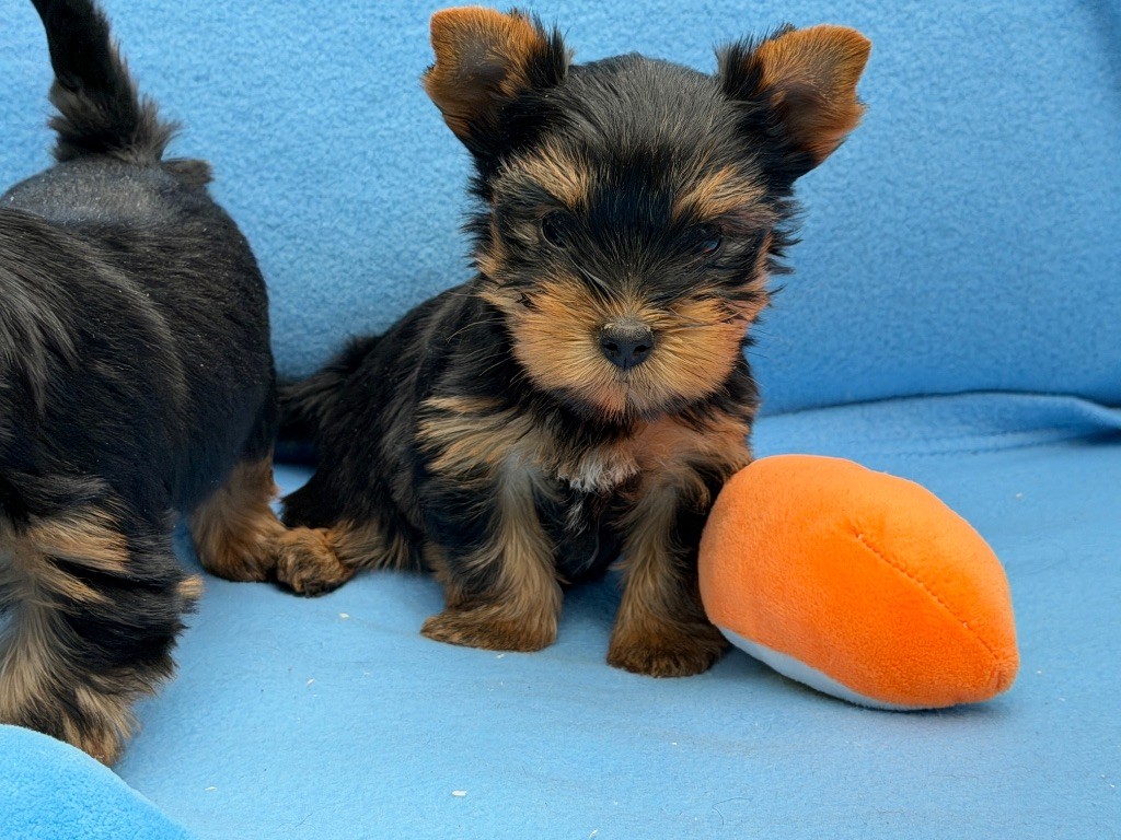 du moulin de madjurie - Chiots disponibles - Yorkshire Terrier