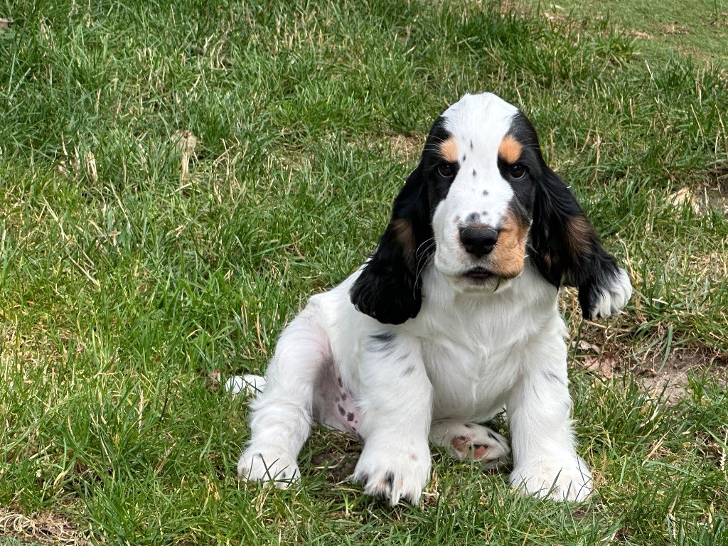 du moulin de madjurie - Chiots disponibles - Cocker Spaniel Anglais
