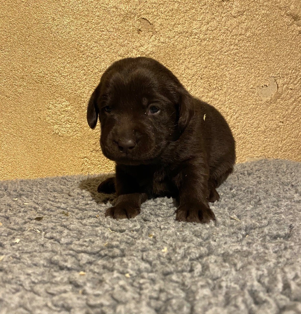 du moulin de madjurie - Chiots disponibles - Labrador Retriever