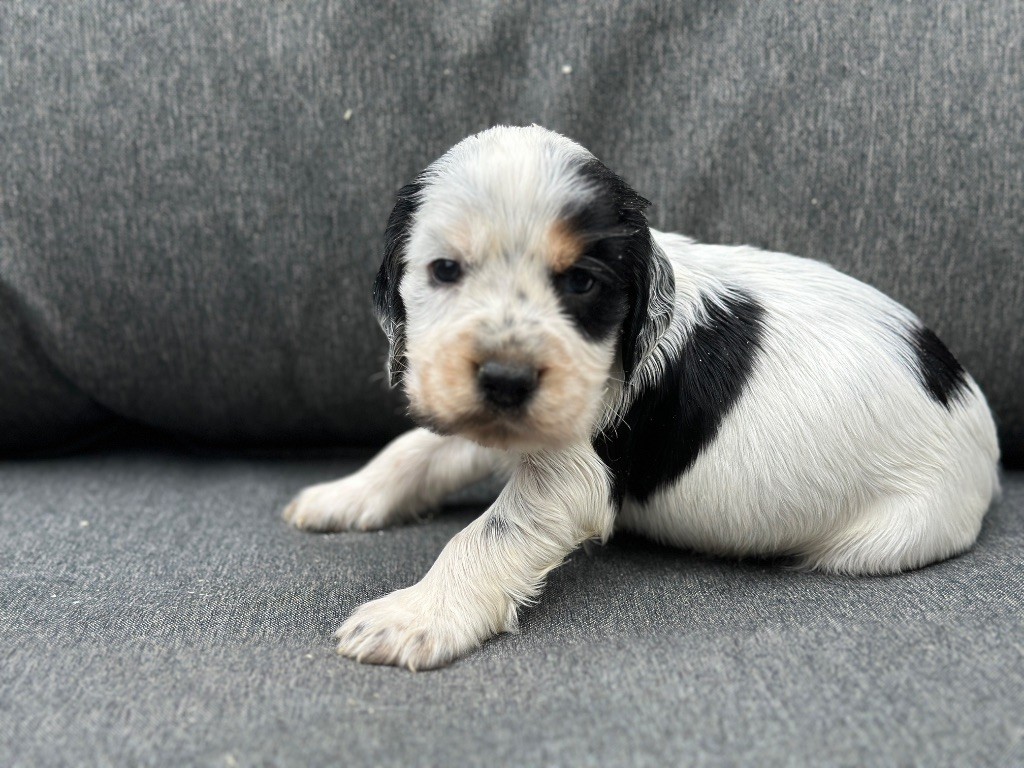 du moulin de madjurie - Chiots disponibles - Cocker Spaniel Anglais