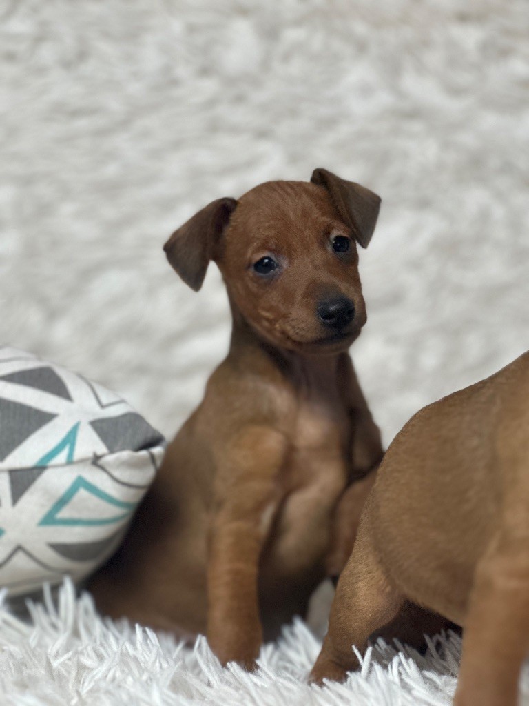 du moulin de madjurie - Chiots disponibles - Pinscher nain