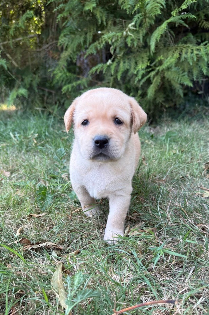 du moulin de madjurie - Chiots disponibles - Labrador Retriever