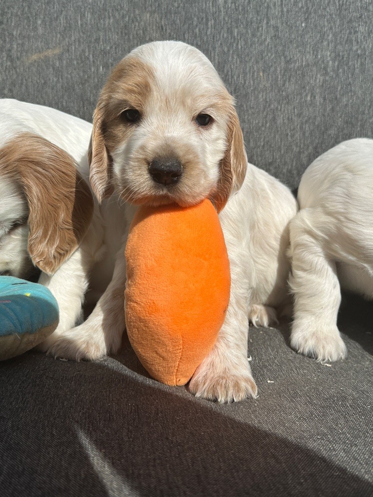 du moulin de madjurie - Chiots disponibles - Cocker Spaniel Anglais