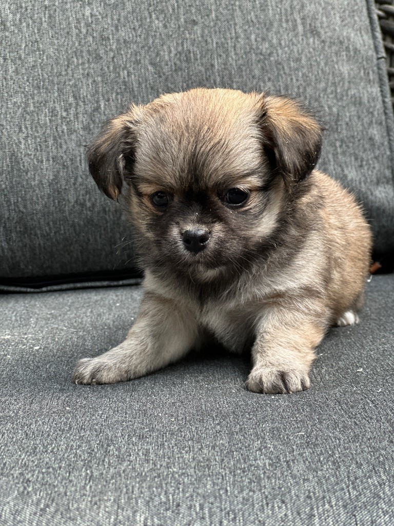 du moulin de madjurie - Chiots disponibles - Chihuahua