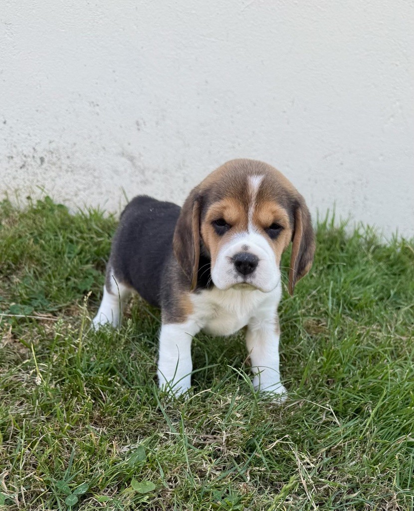 du moulin de madjurie - Chiots disponibles - Beagle