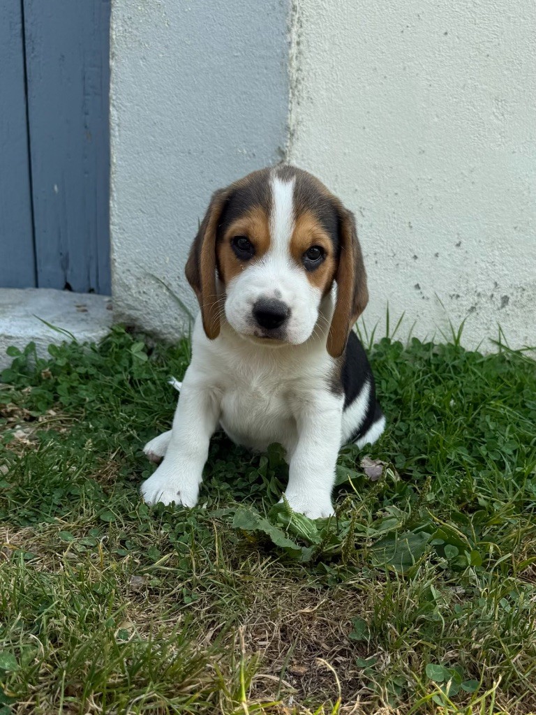 du moulin de madjurie - Beagle - Portée née le 27/06/2025