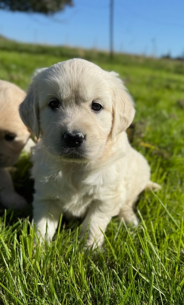 du moulin de madjurie - Chiots disponibles - Golden Retriever