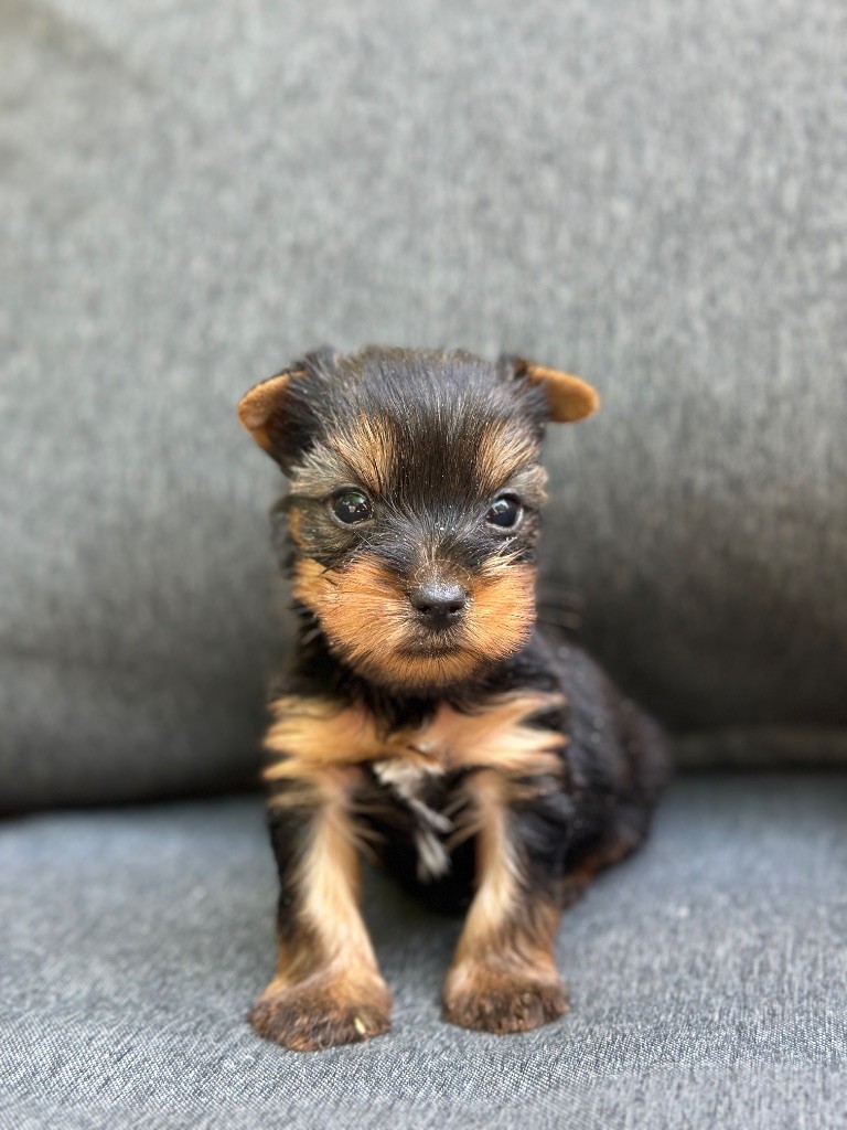 du moulin de madjurie - Chiots disponibles - Yorkshire Terrier