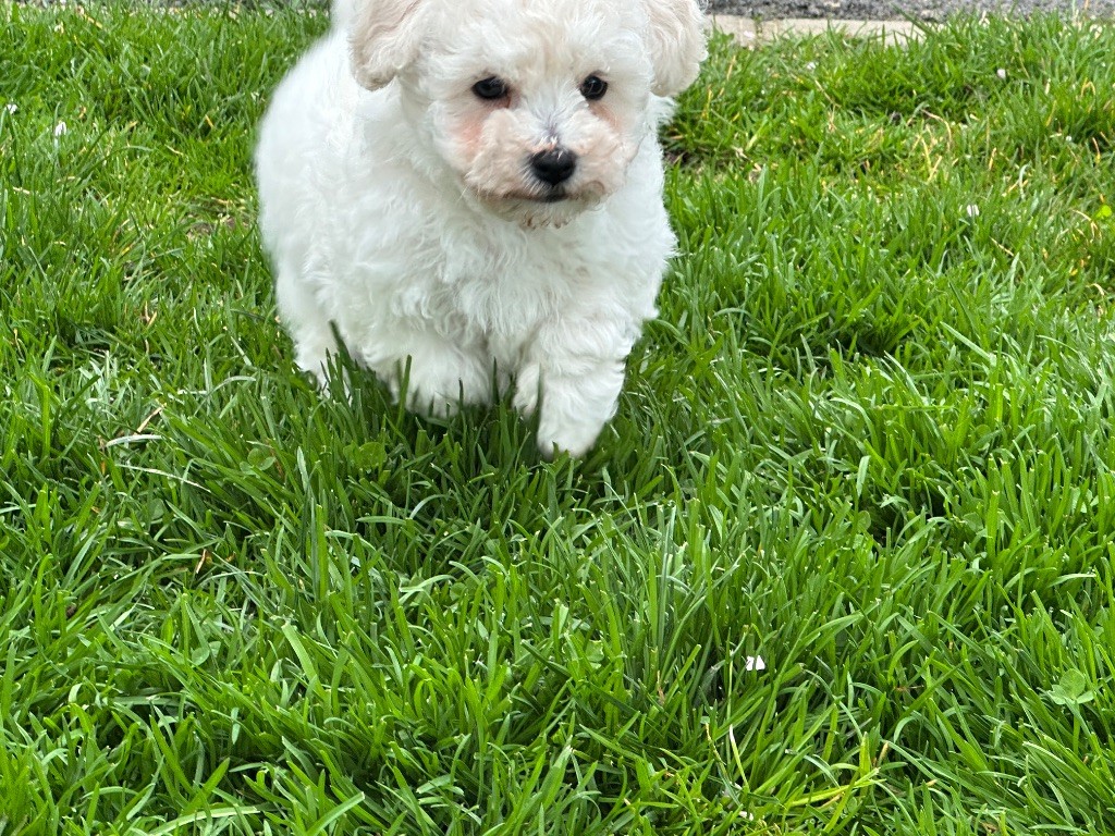 du moulin de madjurie - Chiots disponibles - Bichon Frise