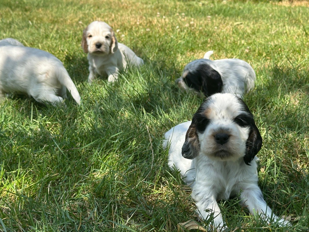 du moulin de madjurie - Chiots disponibles - Cocker Spaniel Anglais