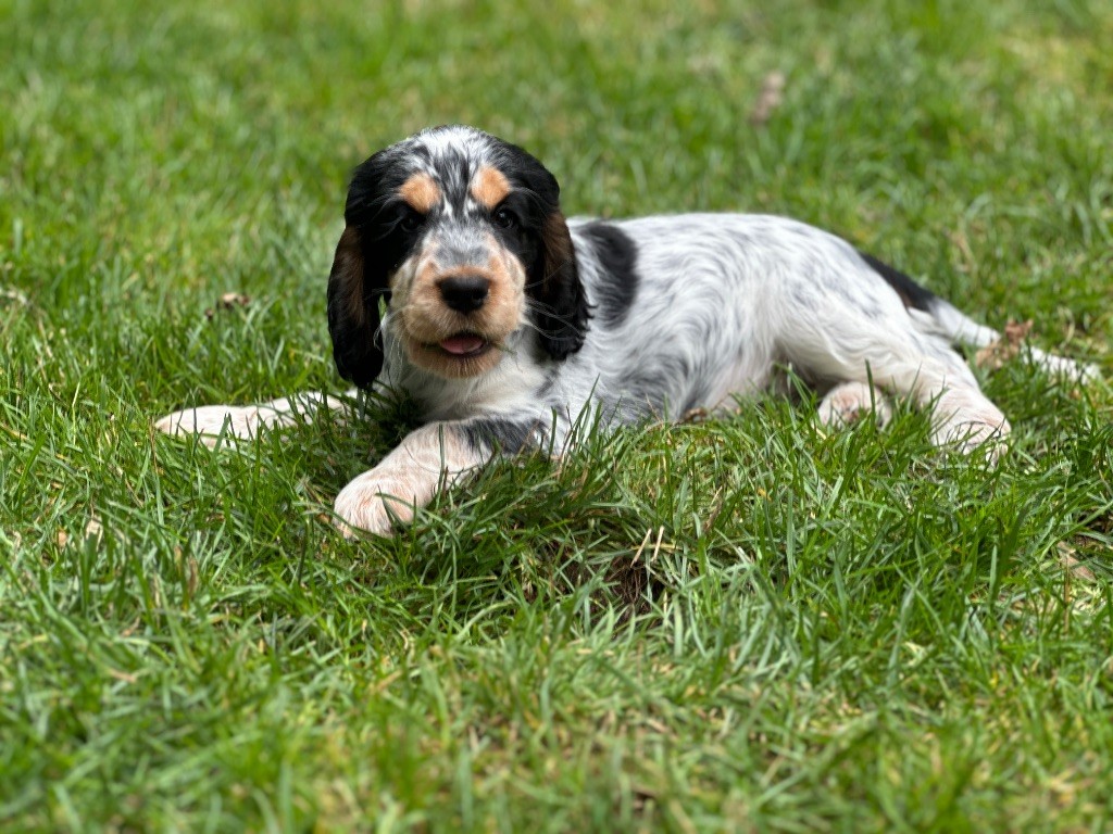du moulin de madjurie - Chiots disponibles - Cocker Spaniel Anglais