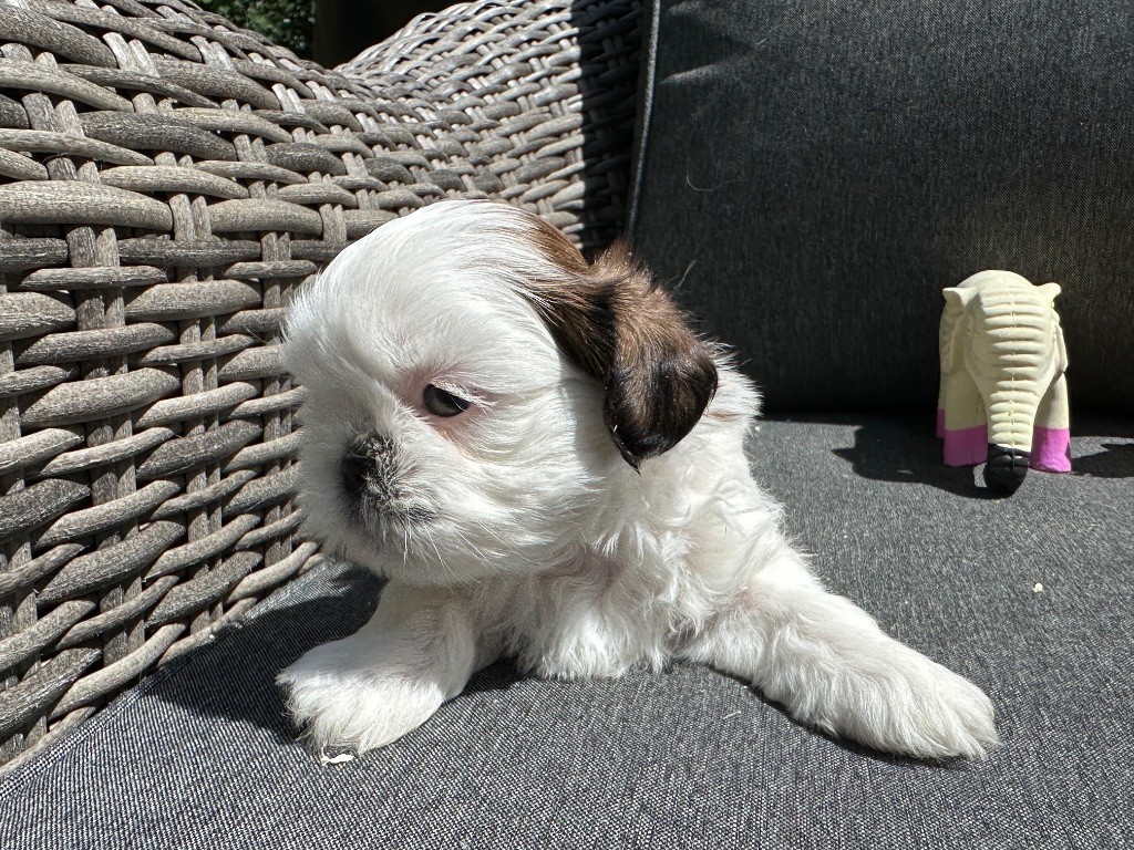 du moulin de madjurie - Chiots disponibles - Shih Tzu