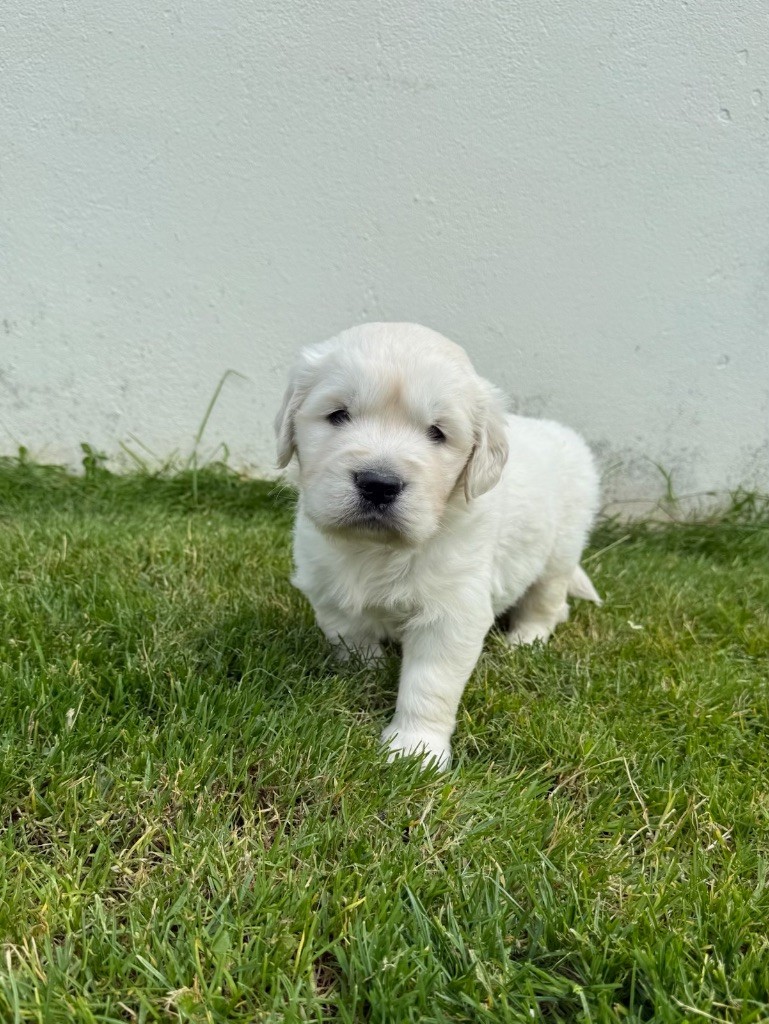 du moulin de madjurie - Chiots disponibles - Golden Retriever