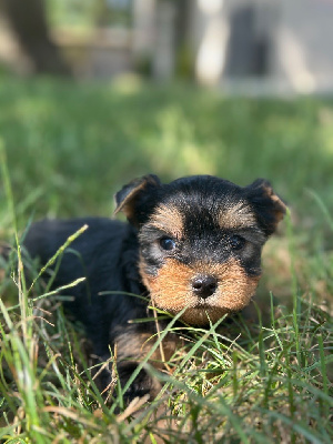 CHIOT 6