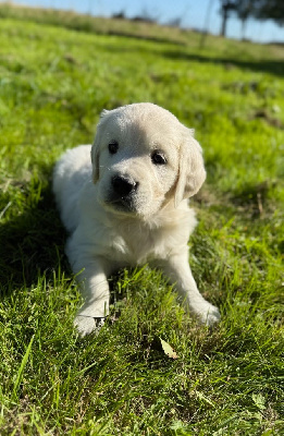 CHIOT 4
