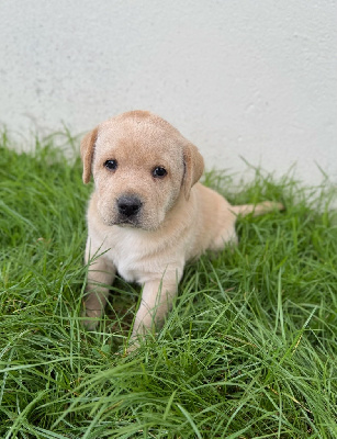 CHIOT 1