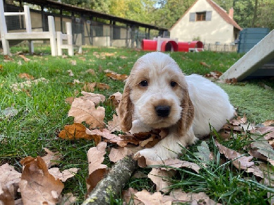 CHIOT 2