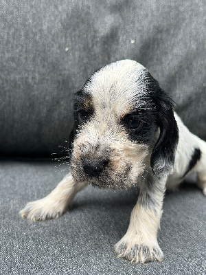 CHIOT 7