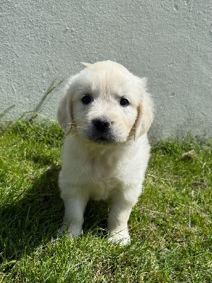 CHIOT 7