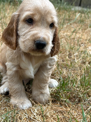 CHIOT 2