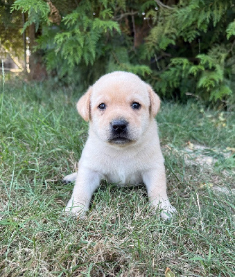 CHIOT 6
