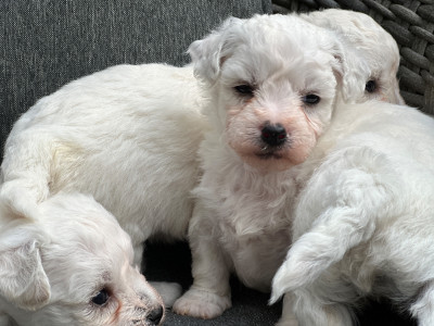 CHIOT 2