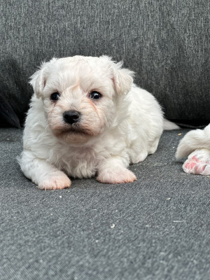 CHIOT 4