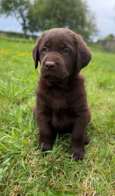 Chiot N°2