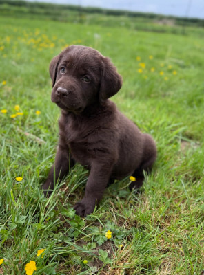 Chiot N°4