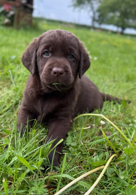 Chiot N°7