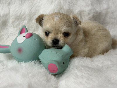 Chiot N°2