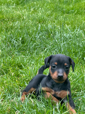 Chiot N°5