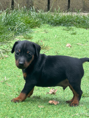Chiot N°1