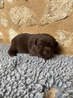 Chiot N°4
