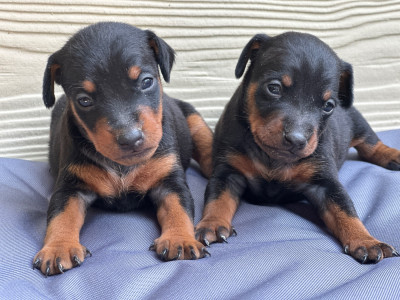 Chiot N°1