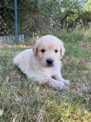 Chiot N°2