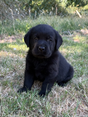 Chiot N°1