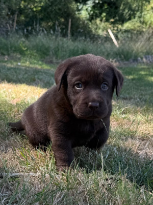 Chiot N°8