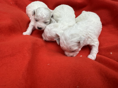 Chiot N°2