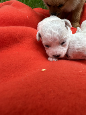 Chiot N°3