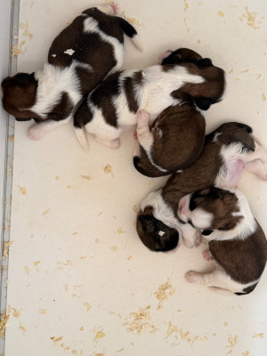 Chiot N°3