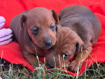 Chiot N°1